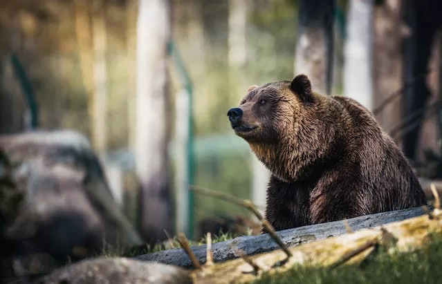 Bear Spotted in North Brunswick