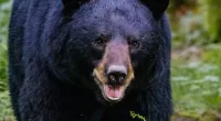 Black Bear Spotted in Lawrence Brook Area of East Brunswick