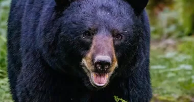 Black Bear Spotted in Lawrence Brook Area of East Brunswick