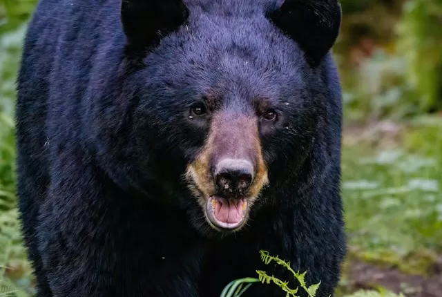 Black Bear Spotted in Lawrence Brook Area of East Brunswick